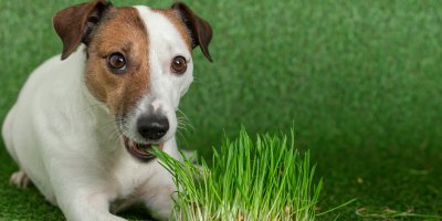 Pes Jack Russell teriér okusuje trávu