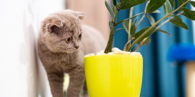 Šedé koťátko stojí u květináče s rostlinou