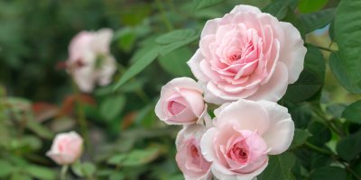 Kvetoucí růže v zahradě