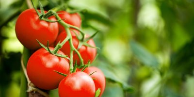 Trs keříkových rajčat