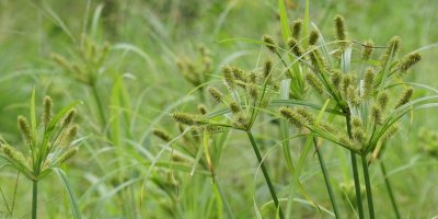 Detail na Cyperus esculentus