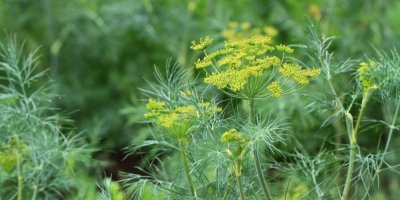 Rozkvetlý kopr v záhonu