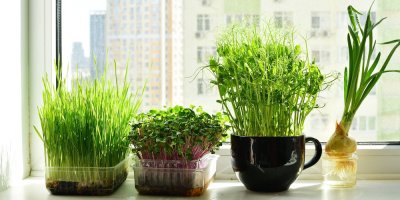 Naklíčená semínka umístěná v nádobách na parapetu