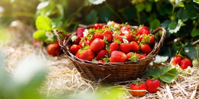 Košík plný jahod na zemi