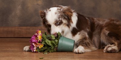 Pes strká čumák do květináče s rozkvetlou rostlinou