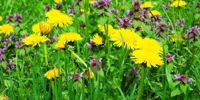 Louka s pampeliškami