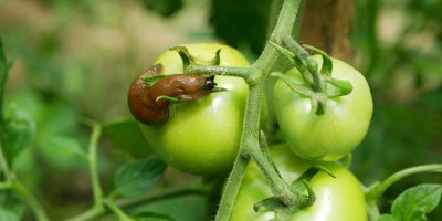 Slimák na nedozrálém rajčeti