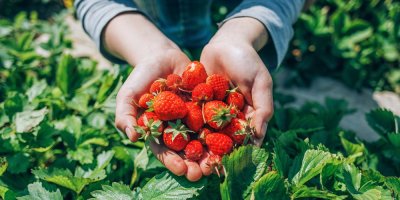 Ruce drží nad jahodníky čerstvě utržené jahody