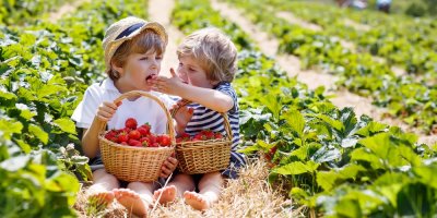 Sourozenci sedí v poli s košíkem jahod