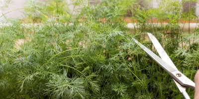 Nůžky stříhají kopr v truhlíku