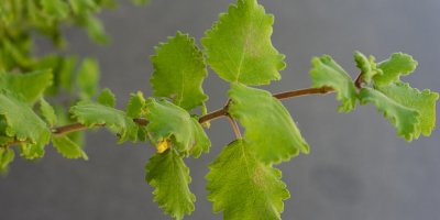 Listy migrénovníku