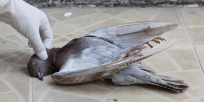 Hledání známek života u omráčeného holuba