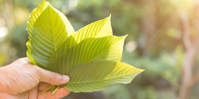 Ruka drží lístky mitragynina speciosa