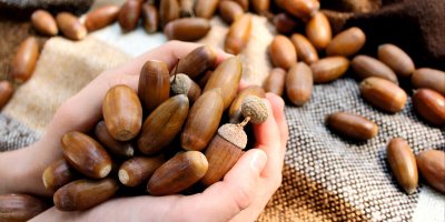 Žaludy ležící na dece a držené v dlaních