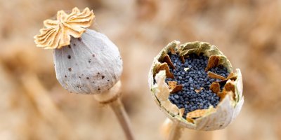 Makovice plné máku