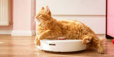 Zrzavá kočka ležící na robotickém vysavači