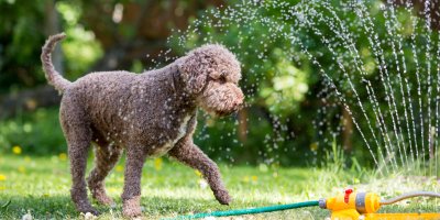 Hnědý pes stojí u zahradního rozstřikovače, dopadá na něj voda