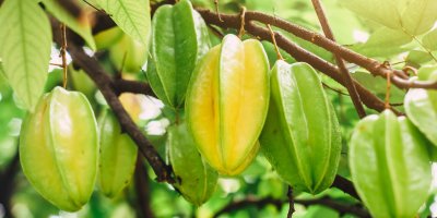 Plody karamboly na stromě