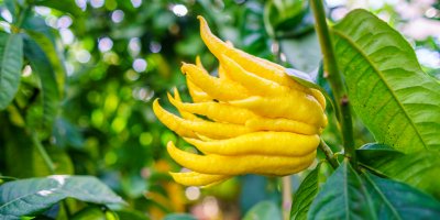 Buddhova ruka na stromě