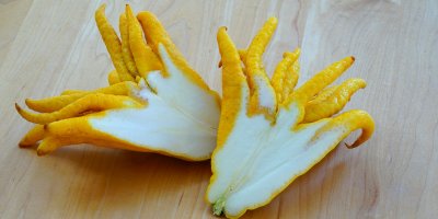 Rozkrojený plod Buddhova ruka