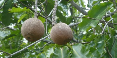 Dvojice para ořechů na stromě