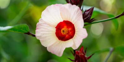 Rozkvetlý ibiškový květ