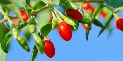 Keř kustovnice čínské s čerstvými plody