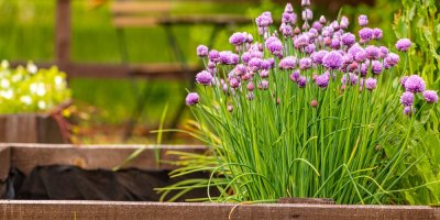 Pažitka na zahradě