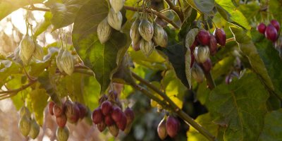 Tamarillo na stromě