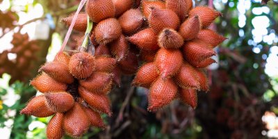 Tři trsy salaků na palmě