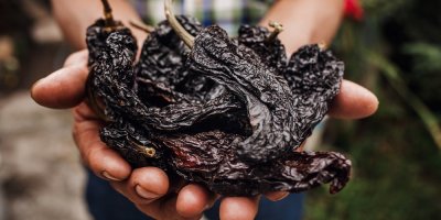 Sušené Chipotle na rukách pěstitele