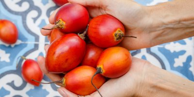 Plody tamarilla v rukou