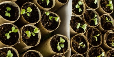 Klíčící sazeničky umístěné v zemině v ruličkách od toaletního papíru