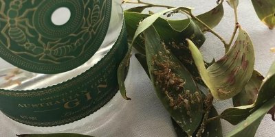 Mravenci na listu vedle dárkového balení lahve