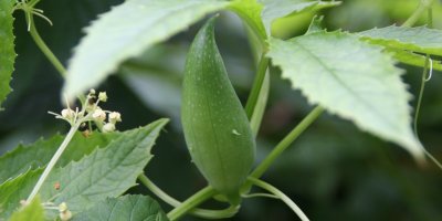 Jeden volně rostoucí plod ačokči