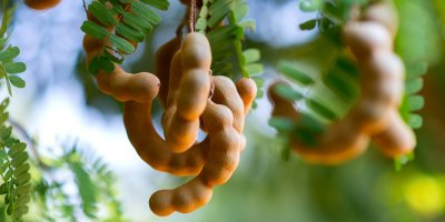 Tamarind a jeho lusky