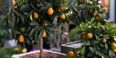 Tři stromky kumkvatu v květináčích