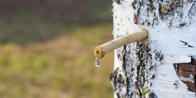 Získávání březové vody