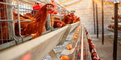 Klecový chov slepic