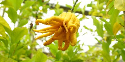 Buddhova ruka na stromě