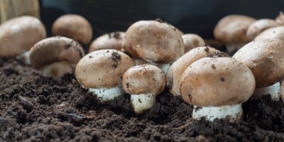 Hnědé žampiony v zemině