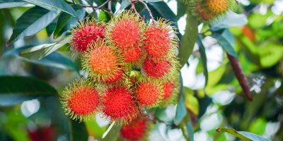 Trs plodů rambutanu na stromě