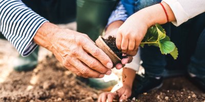 Dědeček s vnučkou zasazují jahodník