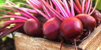 Červená řepa v bedýnce