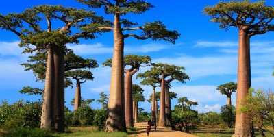 Majestátní stromy baobaby