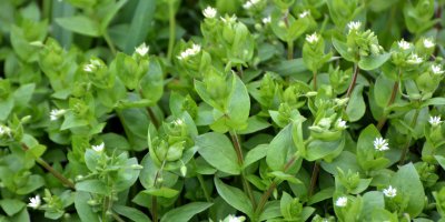 Volně rostoucí ptačinec žabinec