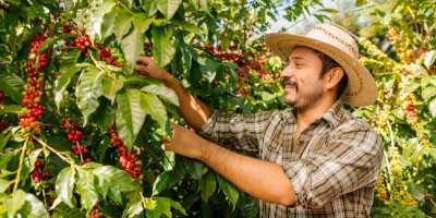 Muž sklízí kávu na plantáži 