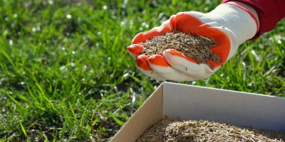 Ruka v rukavici rozhazuje semínka z krabice na nový trávník