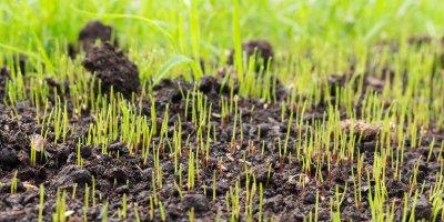 Klíčící trávník