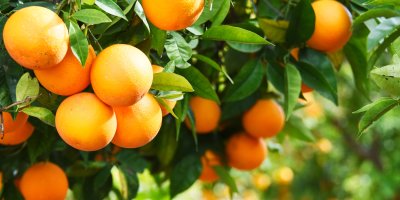 Plody pomerančů na stromě